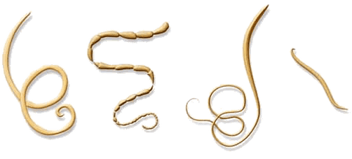 NEOflorax pomaga zwalczać wszystkie znane robaki