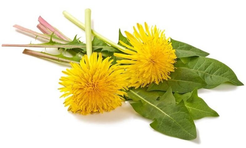 NEOflorax zawiera mniszek lekarski